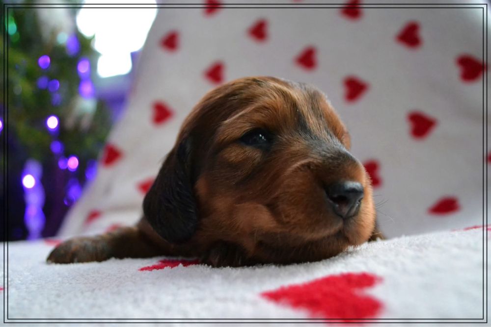 Jamnik Długowłosy Standardowy