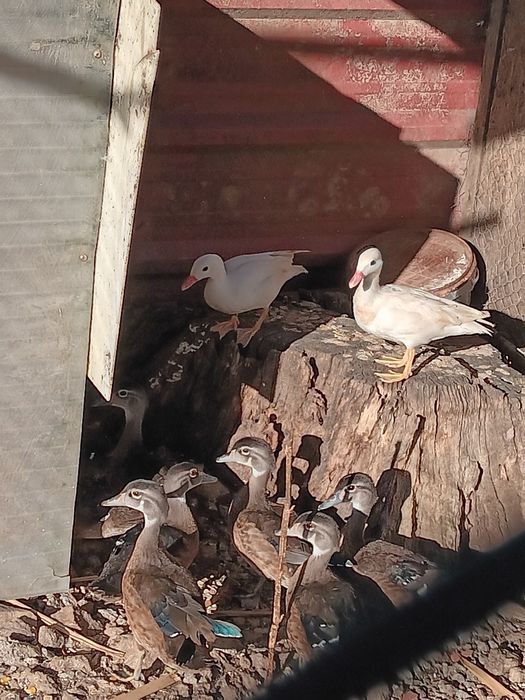 Patos mandarim branco ho