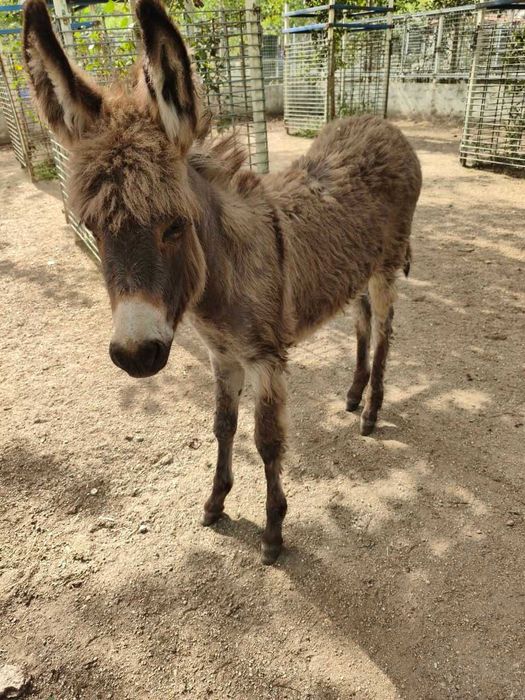 Burra pequena com filha de 5 meses