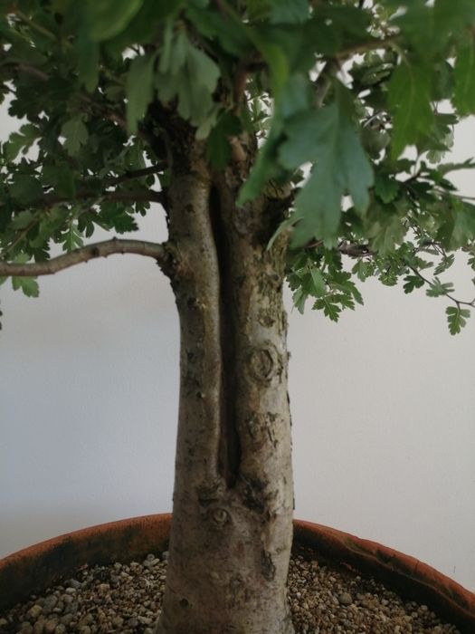 Bonsai Crataegus, Espinheiro  50cm