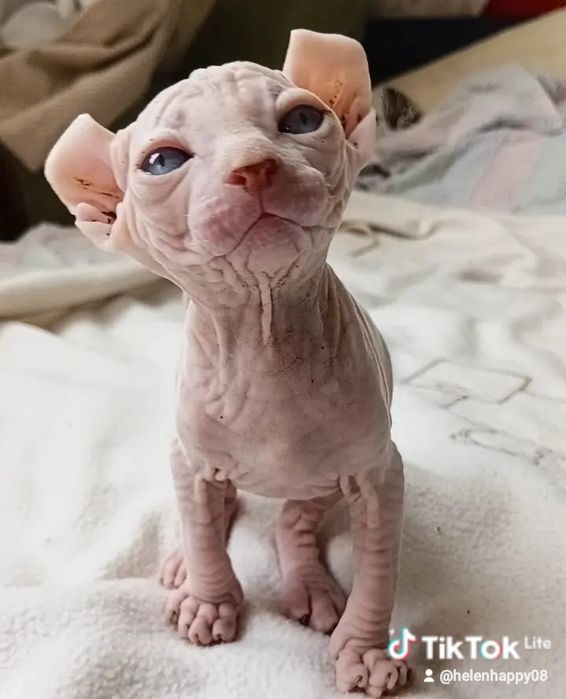 Котята сфінкси та ельф