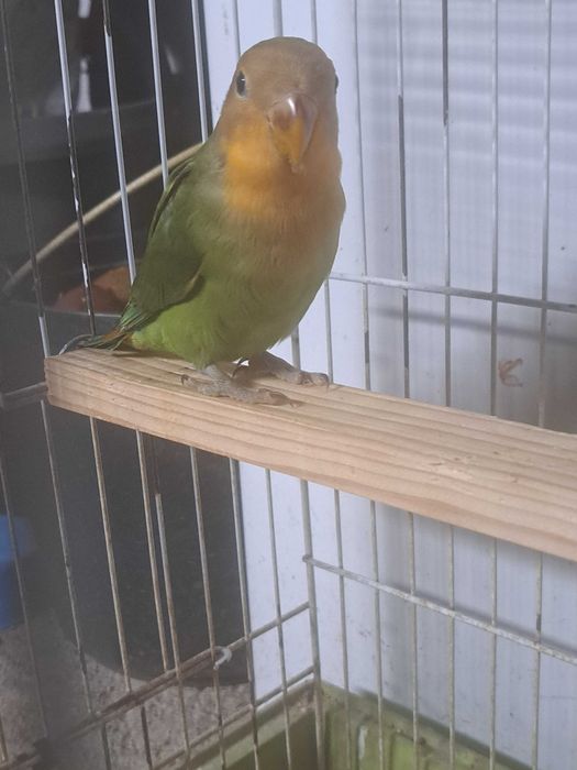 Agapornis disponíveis