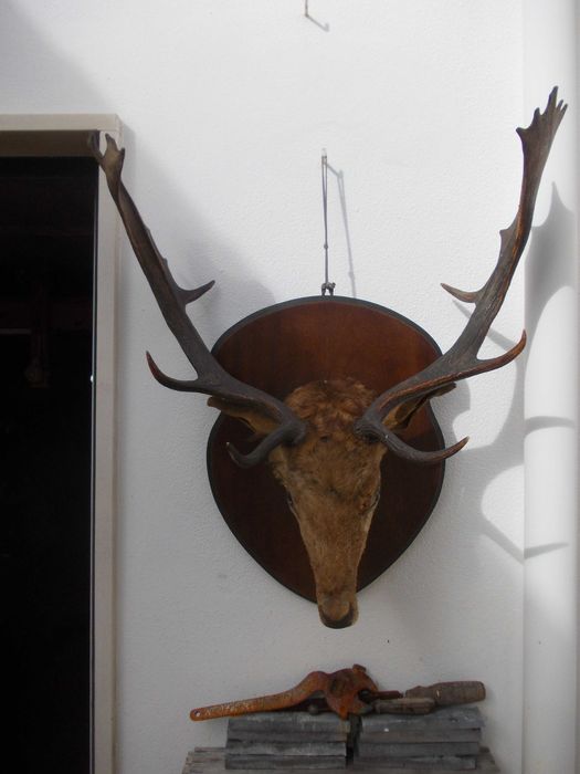 Antigo Trofeu Cabeça de Veado