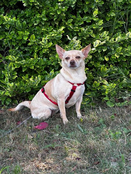 Hotel domowy dla psów Dog Holidays