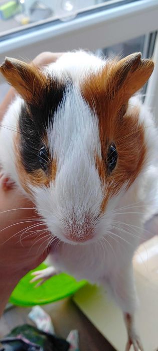 Продам молоді морські свинки