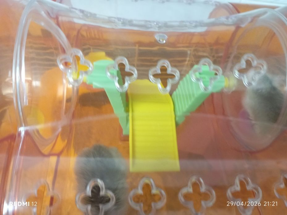 Hamsters para adoção