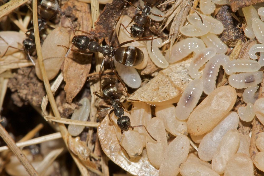 Poczwarki Formica Fusca  50gr/szt.