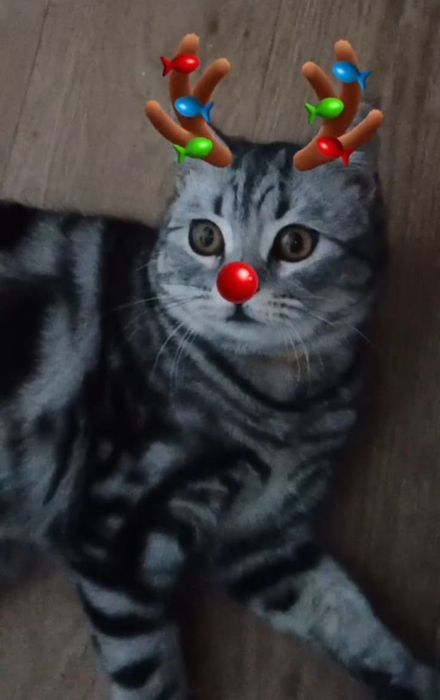 В'язка породистого шотландського кота