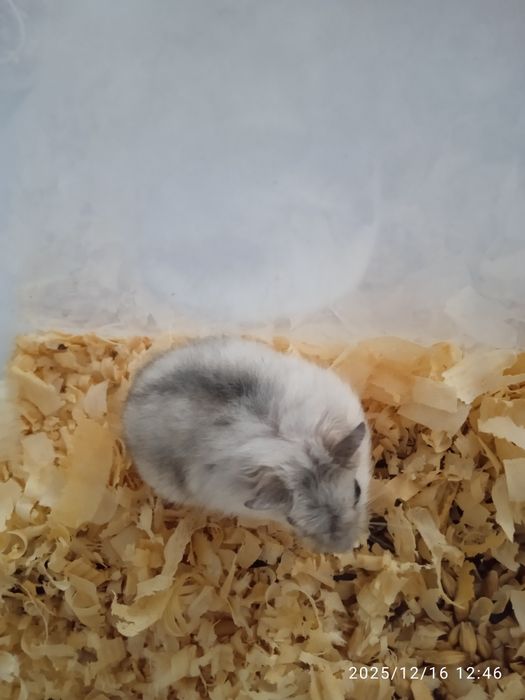 Дітки Джунгаріки.