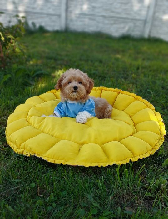 Солоденький Мальтіпу хлопчик ф1. Мальтипу ф1