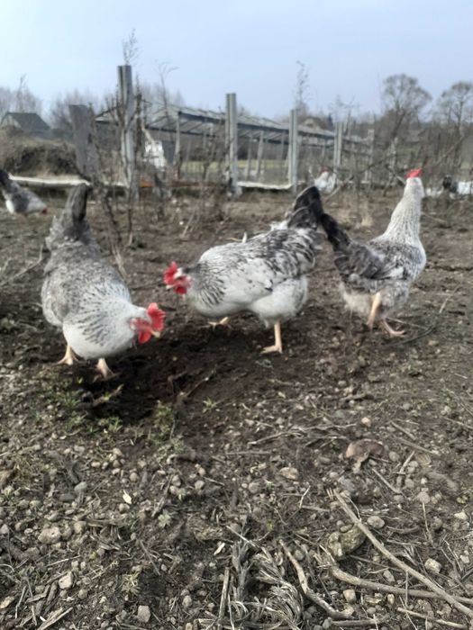 Бірківська барвиста інкубаційні яйця курей.