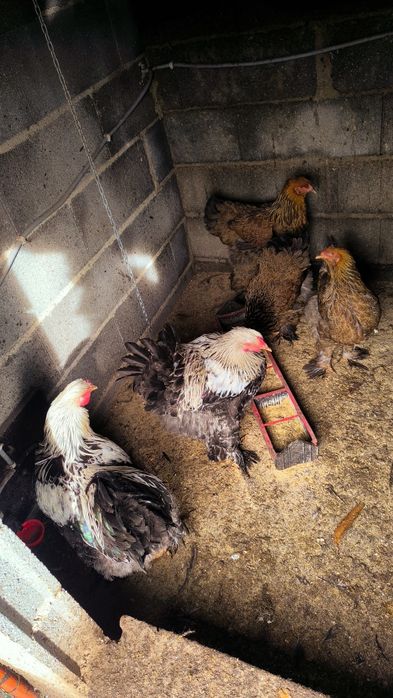 Brahmas 2 Galos Dark e 2 femias Perdiz