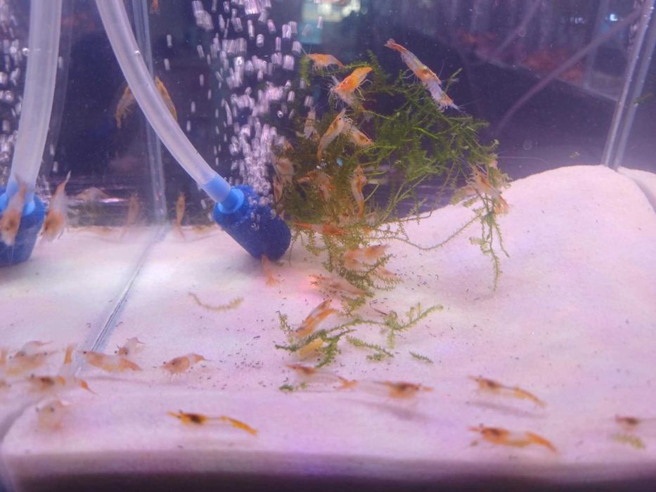 Krewetka Orange Rili - Neocaridina