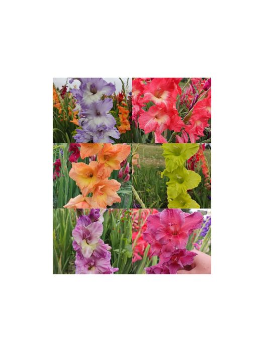 Великі цибулини гладіолусів