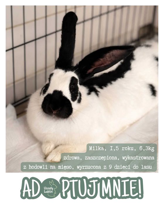 Milka - królik do adopcji