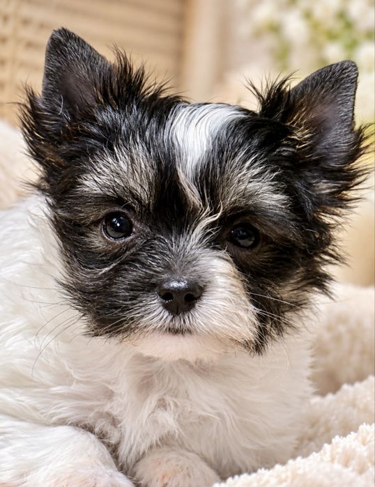 Biewer Yorkshire Terrier FCI - Mała księżniczka o wielkim sercu