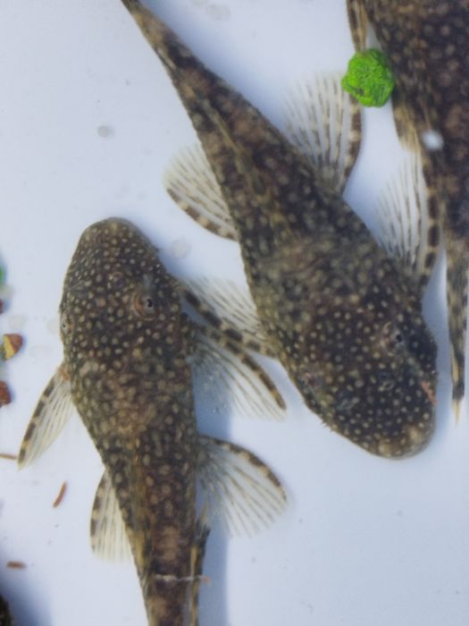 Ancistros   dos comuns