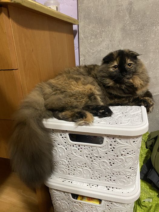 Вязка, шотландська Киця