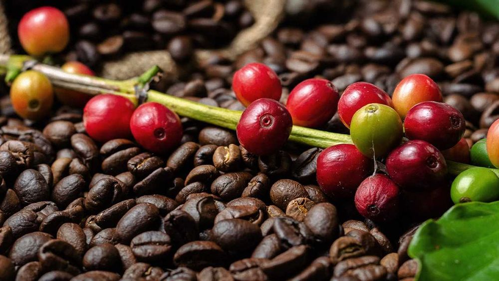 Café Arabica e Robusta
