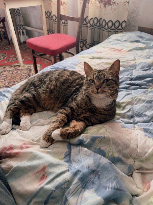 Кіт котик  Семен (можна переіменувати)