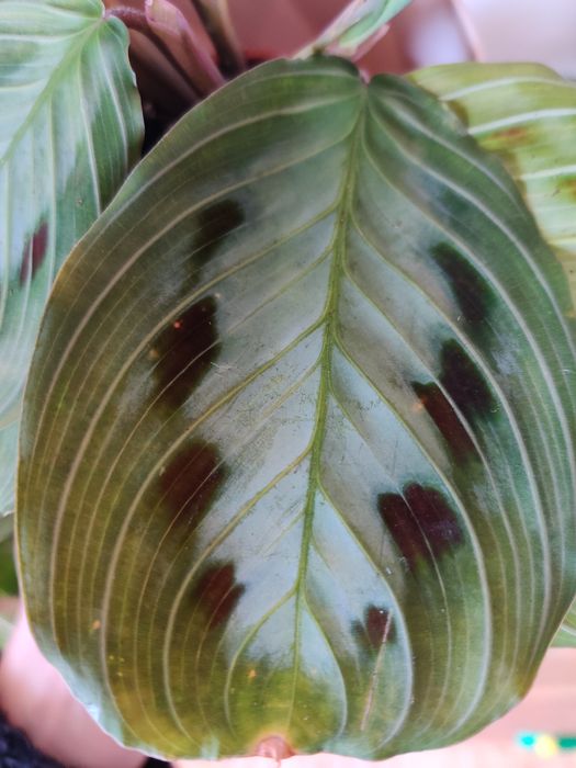 Maranta black planta rara