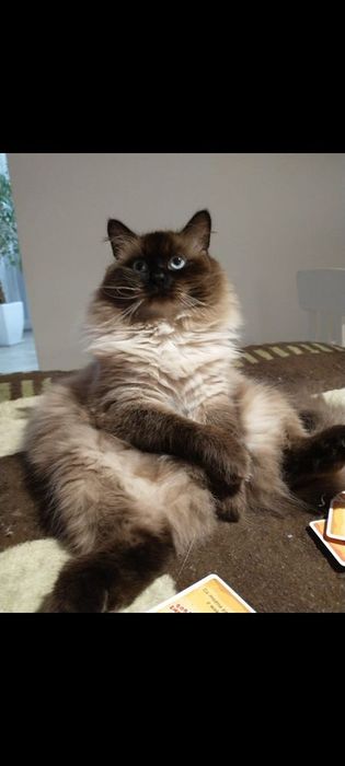 Neva Masquerade kocurek Etten Nenufar*PL