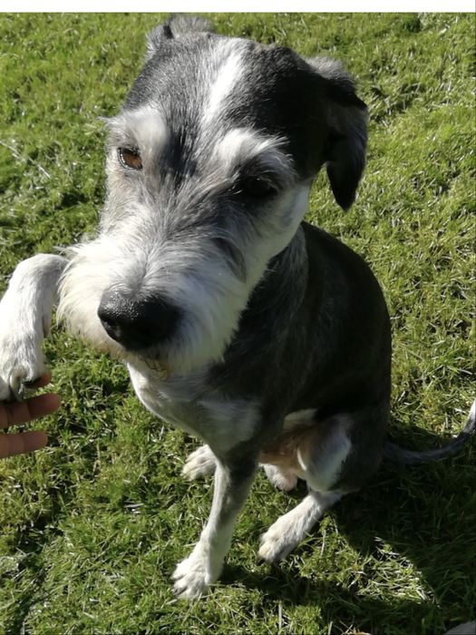 Sznaucer miniaturka suczka adopcja