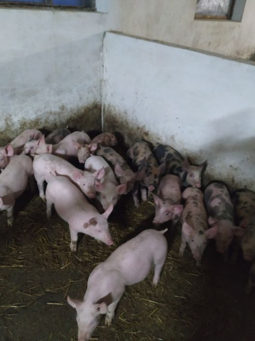Продам поросята...