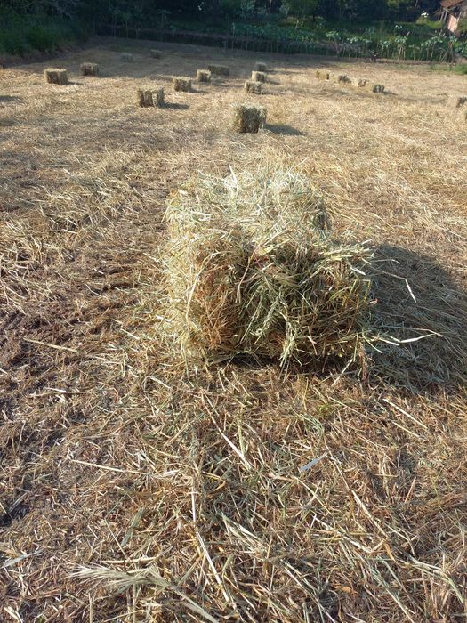 Fardos de palha ..