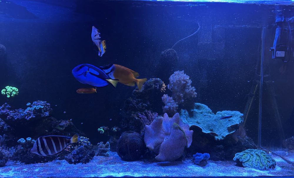 Akwarium morskie 450 litro