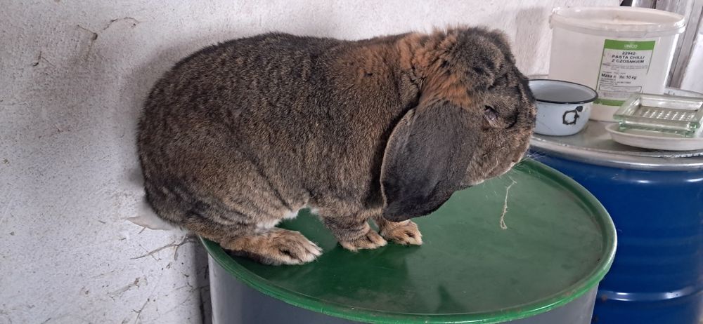 Baran francuski szenszyl