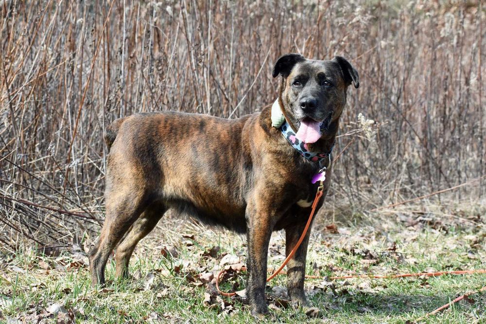 Trufla - piękna suka do adopcji!