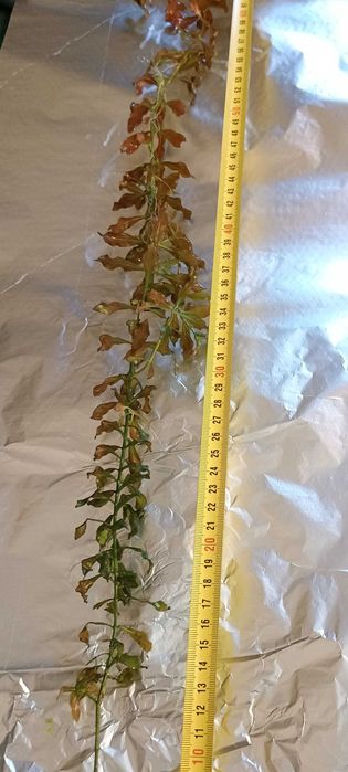 Ludwigia roślina do akwarium