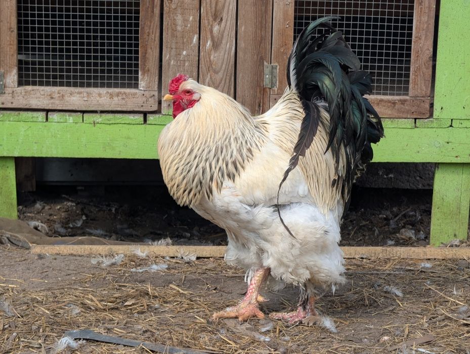 Koguty Brahma Olbrzymia czysty gatunek