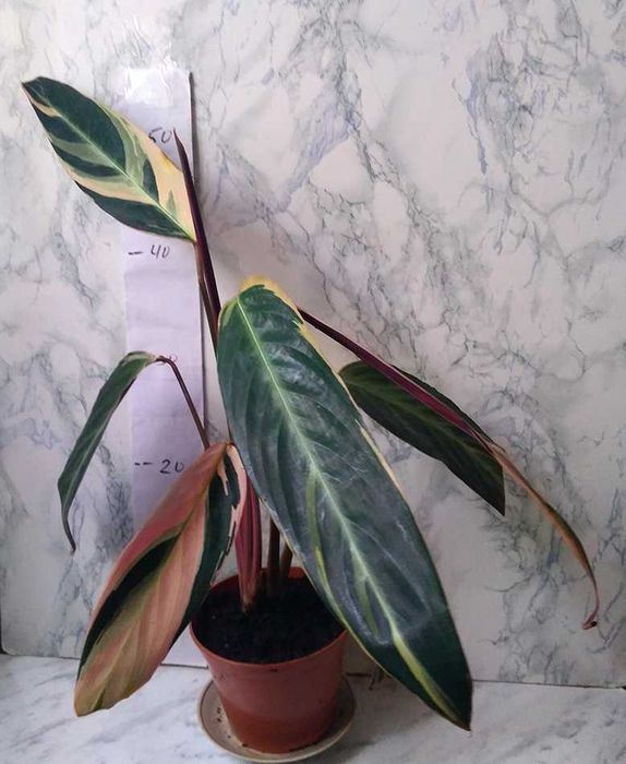 Строманта криваво-червона (Stromanthe sanguinea)