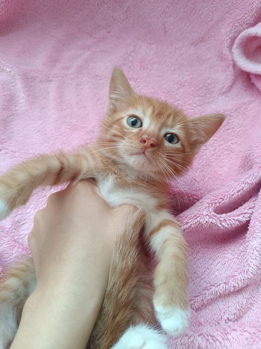 Віддам котяток даром
