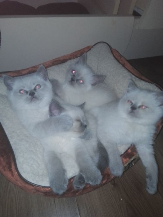 Продам Чистокровных котят Шотланский Блю поинт