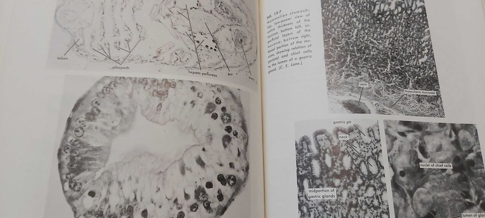 Livros Biologia Animal  -  Animal Biology por Guyer and Lane 5ª E 1964