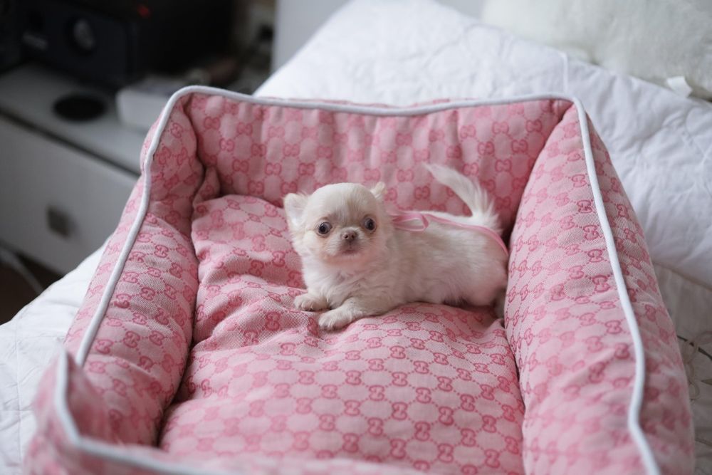 Mini dziewczynka chihuahua fci