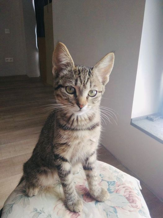 Котята отдам котики котенок мальчик