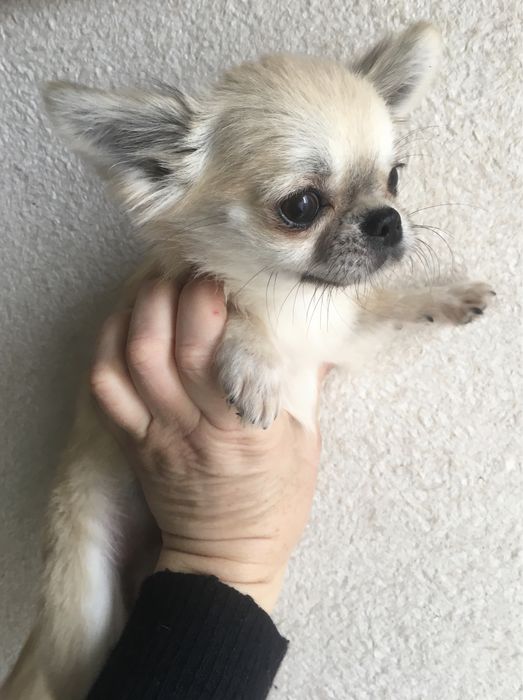 Радість на долоні)