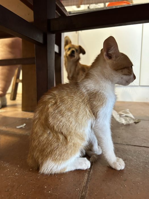 gatinhos laranja para adoção