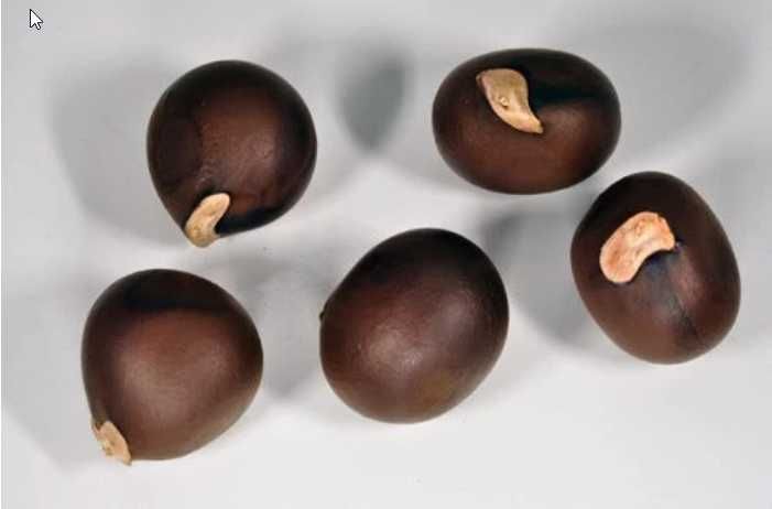 Чекалкин орех - семена