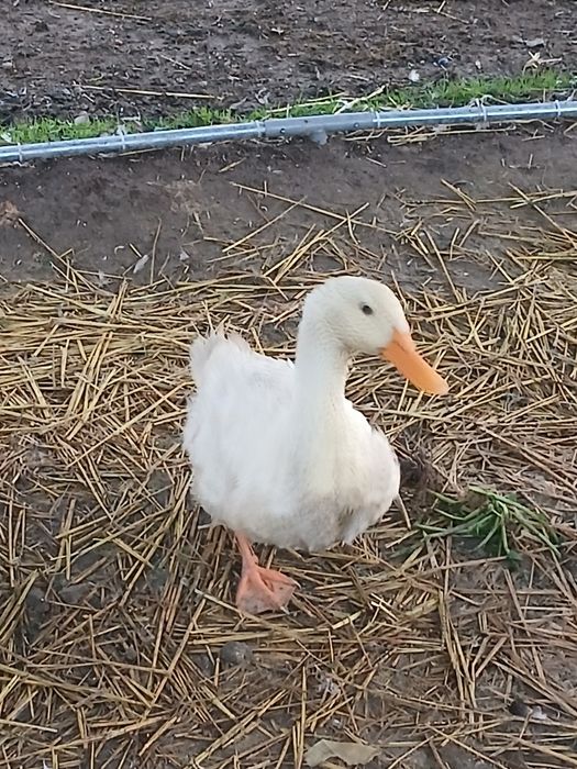 Patos mudos e de carne