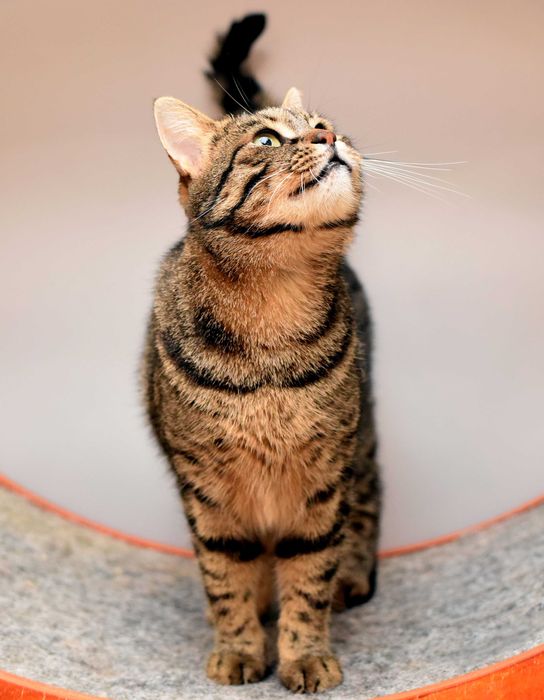 Шикарный кот Джек ищет свою семью