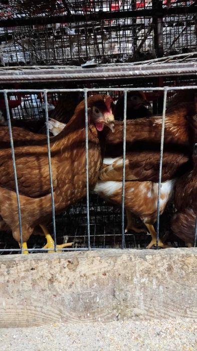 Варковичі! Продам КУРЕЙ молодка та річна! З ДОСТАВКОЮ!