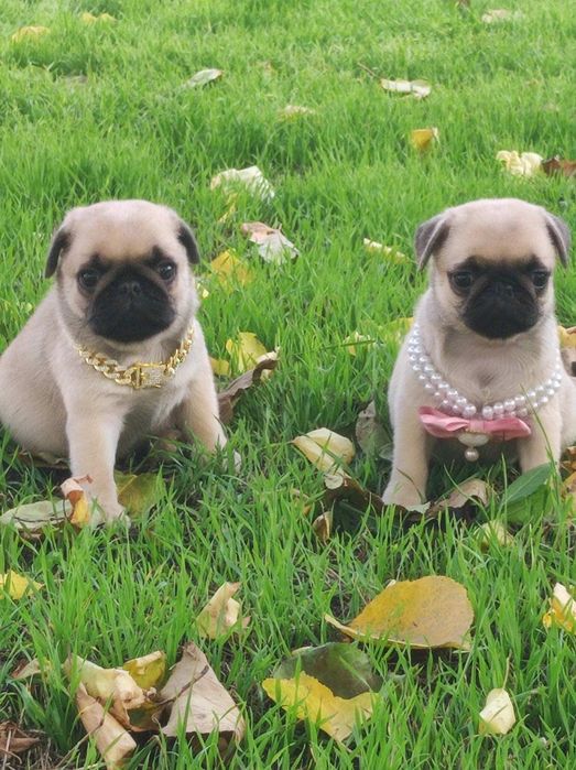 Гарненькі цуценята мопса