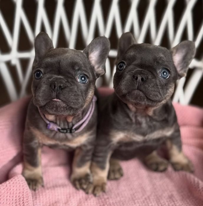 БлакитнІ французькі малята