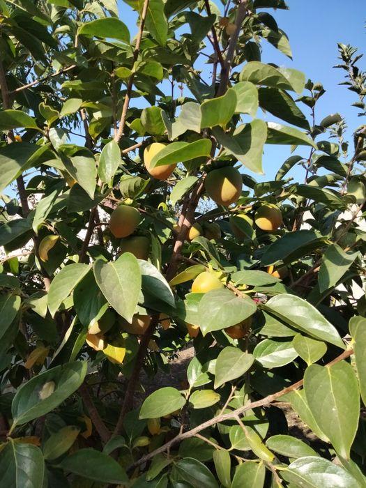 ГРАНАТ САЖЕНЦЫ ПРОДАМ.гюлоша розовая . крымский полосатый.хурма,