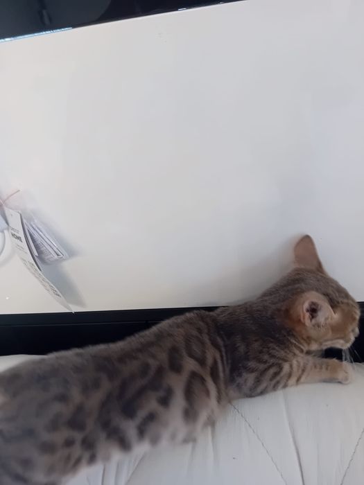 Kocurek Bengalski Niebieski
